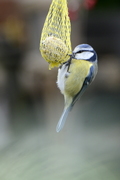 Cyanistes caeruleus