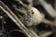 Cyathus olla