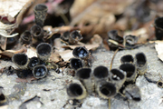 Cyathus striatus