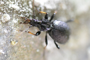 Cychrus attenuatus