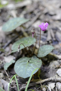 Cyclamen purpurascens