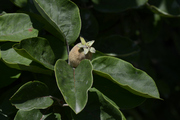 Cydonia oblonga