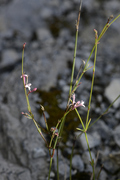 Cynanchica aristata