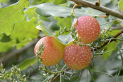 Cynips quercusfolii