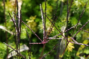 Cynodon dactylon
