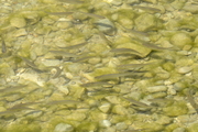 Cypriniformes