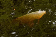 Cyprinus carpio