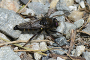 Cyrtopogon ruficornis