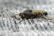 Cyrtopogon ruficornis