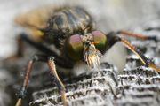 Cyrtopogon ruficornis