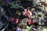 Cytinus ruber