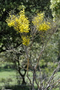 Cytisus scoparius