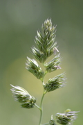 Dactylis glomerata