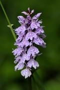 Dactylorhiza fuchsii
