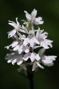 Dactylorhiza fuchsii