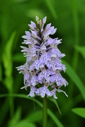 Dactylorhiza fuchsii