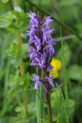 Dactylorhiza fuchsii