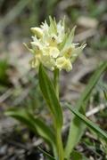 Dactylorhiza sambucina