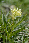 Dactylorhiza sambucina
