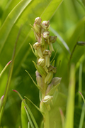 Dactylorhiza viridis
