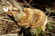 Daedaleopsis confragosa