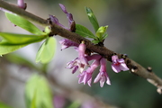 Daphne mezereum