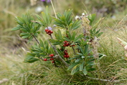 Daphne mezereum