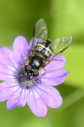 Dasysyrphus tricinctus