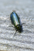 Dasytes caeruleus