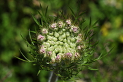 Daucus carota