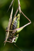 Decticus verrucivorus