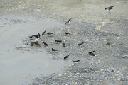 Delichon urbicum