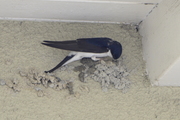 Delichon urbicum