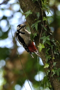 Piciformes