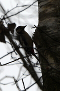 Dendrocopos major