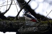 Dendrocopos major