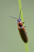 Denticollis linearis