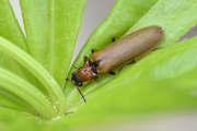 Denticollis linearis