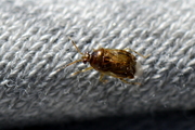Deraeocoris lutescens