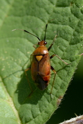 Deraeocoris ruber