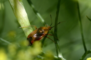 Deraeocoris