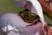 Diaea dorsata