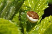 Diaea dorsata