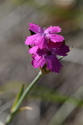 Dianthus