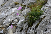 Dianthus sylvestris