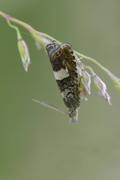 Dichrorampha sequana