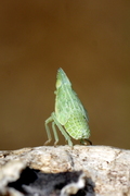 Dictyophara europaea