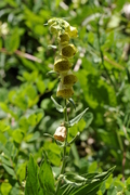 Digitalis grandiflora