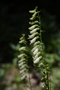 Digitalis lutea