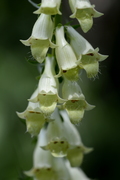 Digitalis lutea